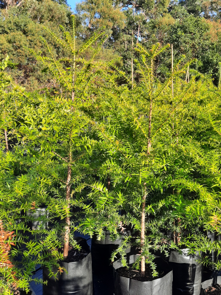 Bunya pine 45L - Araucaria bidwillii