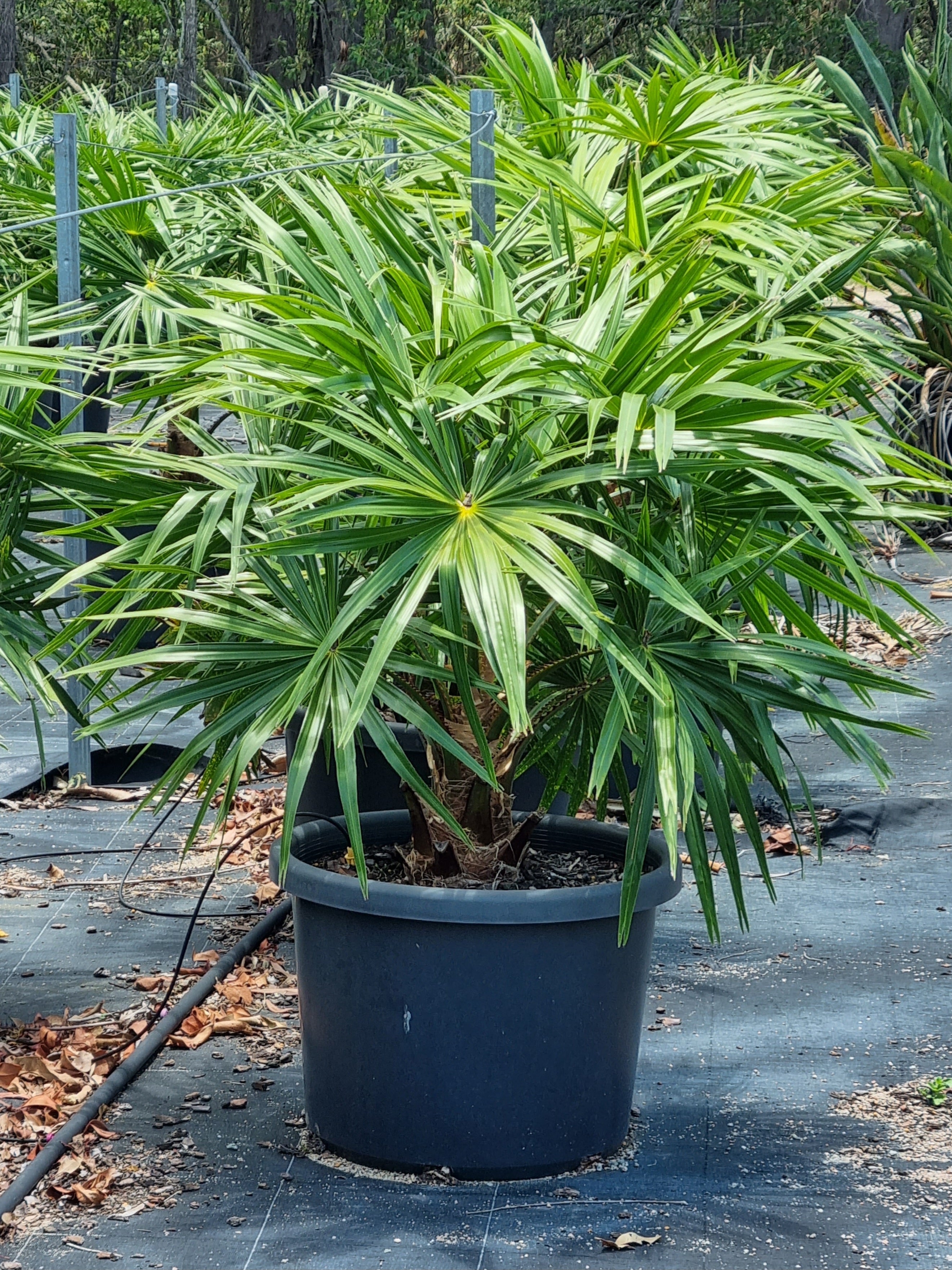 Cabbage Tree Palm - Livistona australis – Delivertree