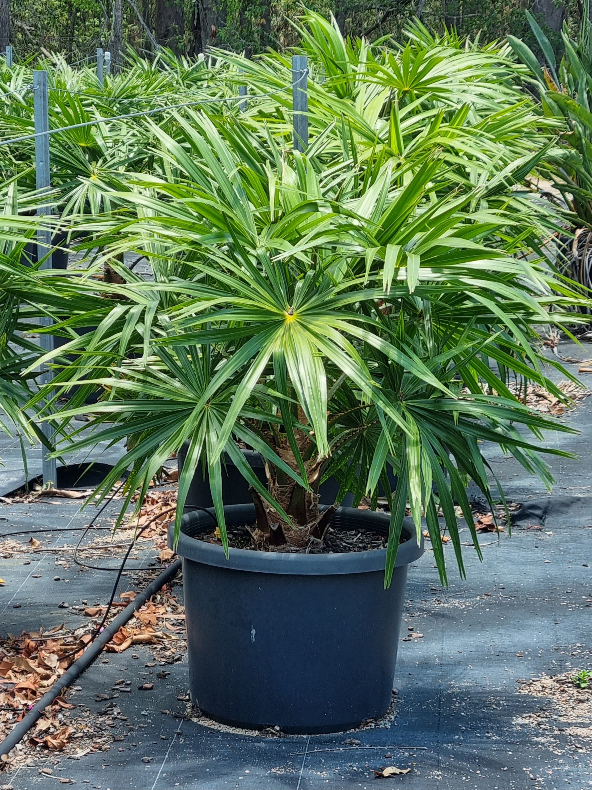 Cabbage Tree Palm - Livistona australis 45L