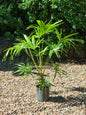 Cabbage Tree Palm - Livistona australis