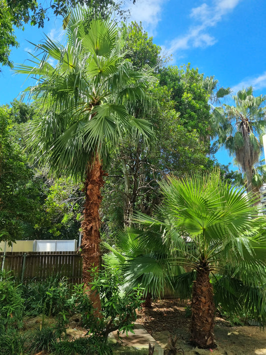 mature Cabbage tree palms - Livistona australis