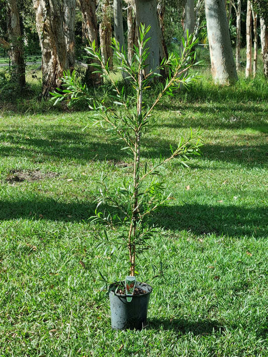 Burgundy Bottlebrush – Callistemon 'Burgundy'