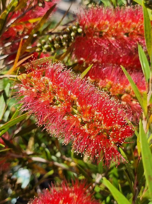 'Captain Cook' Bottlebrush – Callistemon viminalis 'Captain Cook'