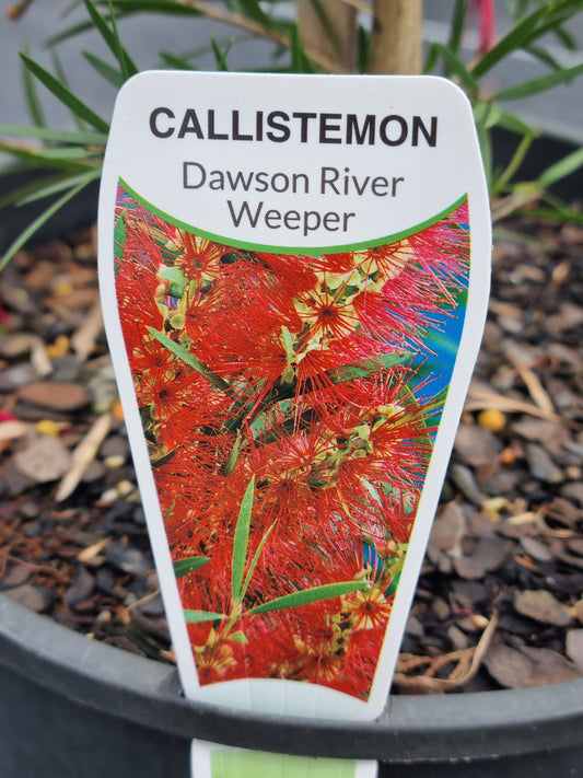 'Dawson River Weeper' Bottlebrush – Callistemon viminalis 'Dawson River Weeper'