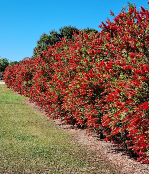 Weeping Bottlebrush - Callistemon Viminalis 'wildfire' – Delivertree