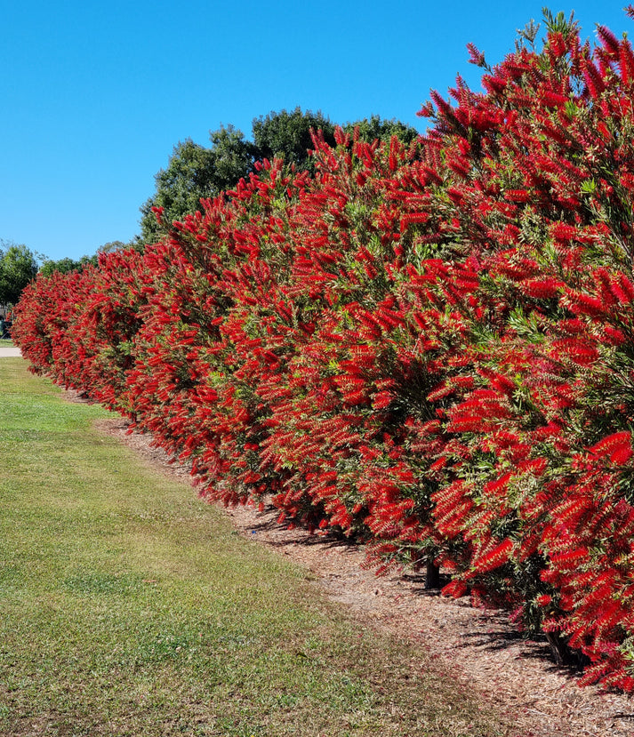 Weeping Bottlebrush - Callistemon Viminalis 'wildfire' – Delivertree