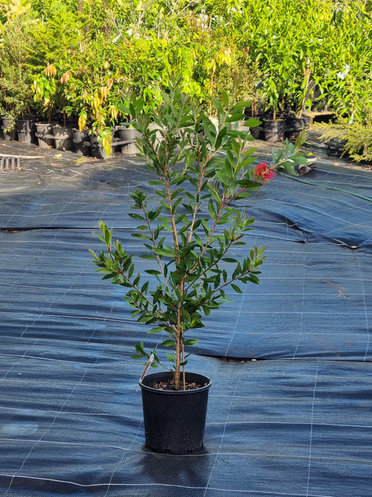 Beautiful medium sized bottlebrush with a red flower, ideal for screening or as a feature plant in sunshine coast