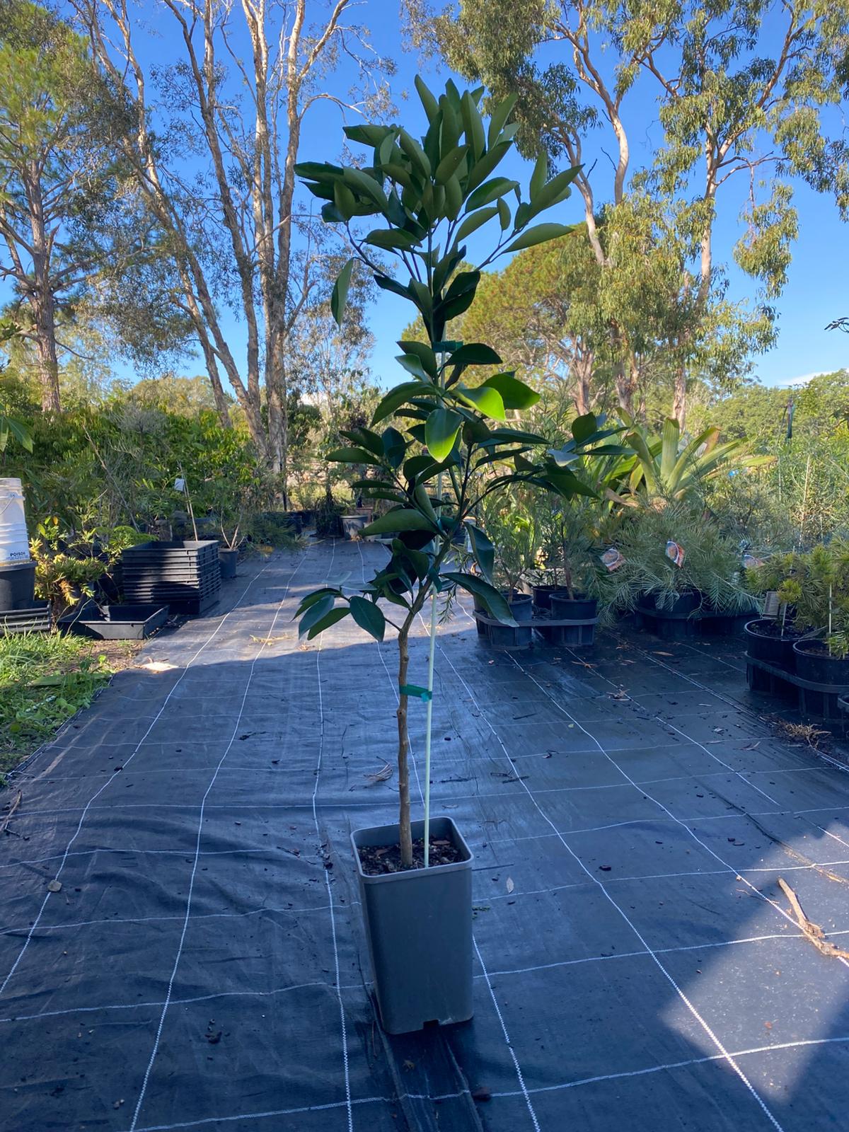 Cara cara grafted onto mature rootstock, hardy and highly productive orange