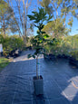 Cara cara grafted onto mature rootstock, hardy and highly productive orange