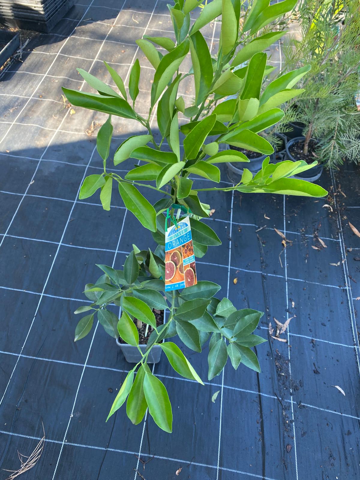 Cara cara orange grafted tree will fruit this year