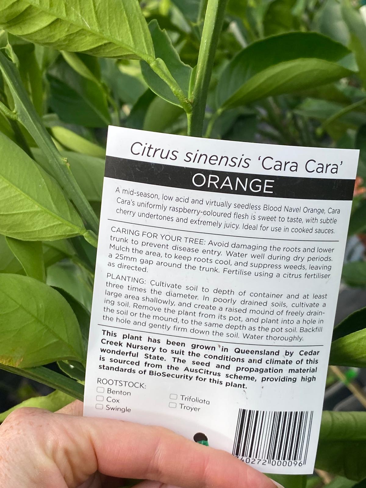 Cara cara are very juicy and sweet oranges