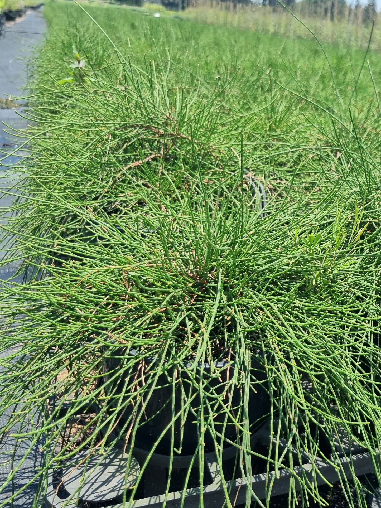 Casuarina Cousin it 140mm pot