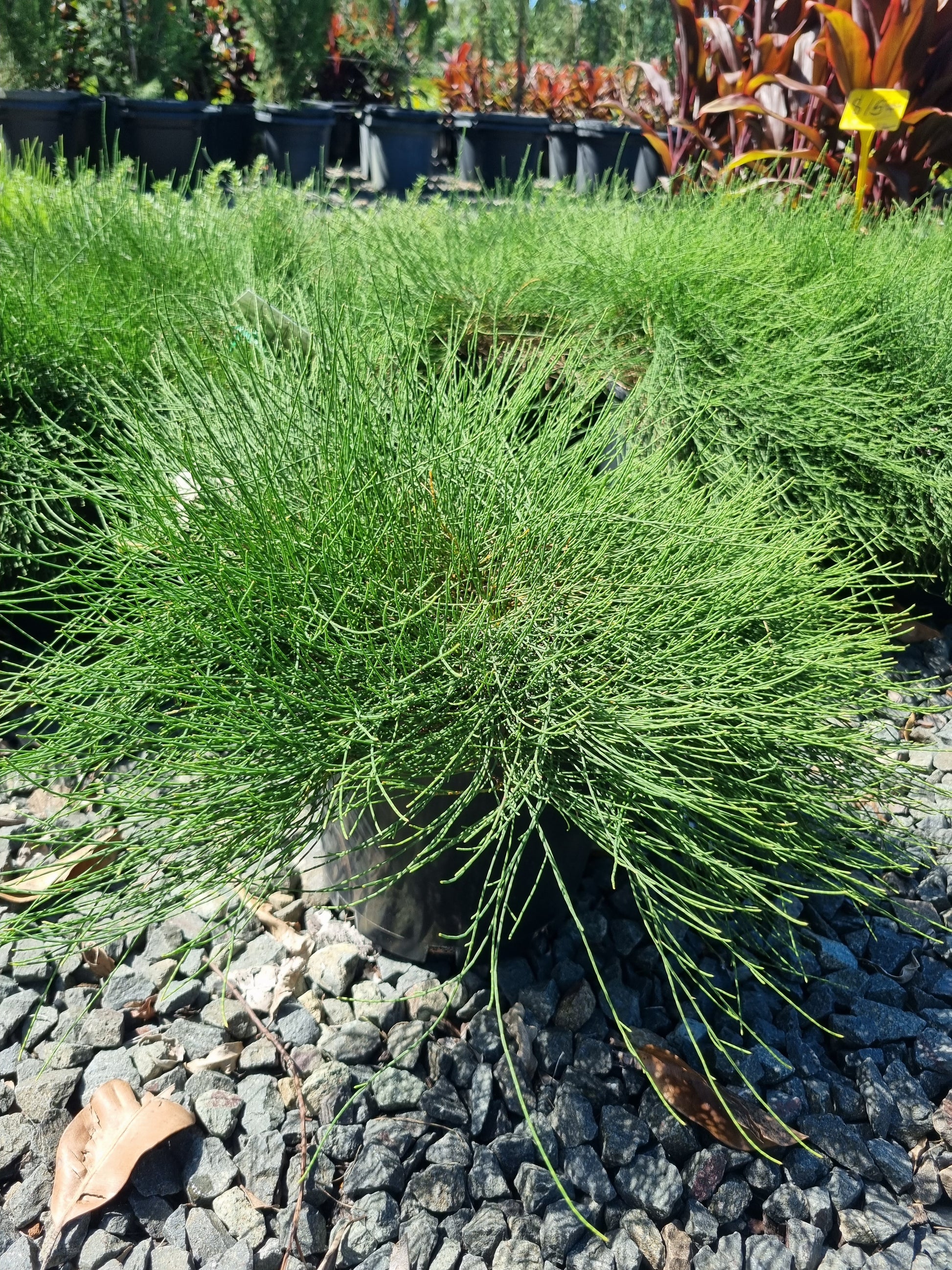 Casuarina Cousin it 200mm pot