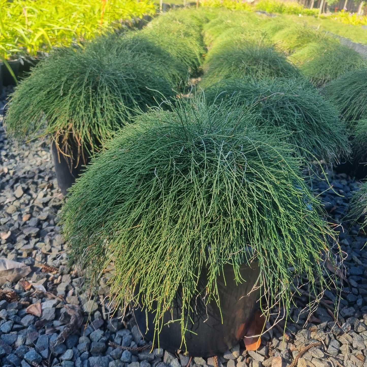 Casuarina Cousin it 200mm pot