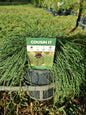 Casuarina Cousin it 140mm