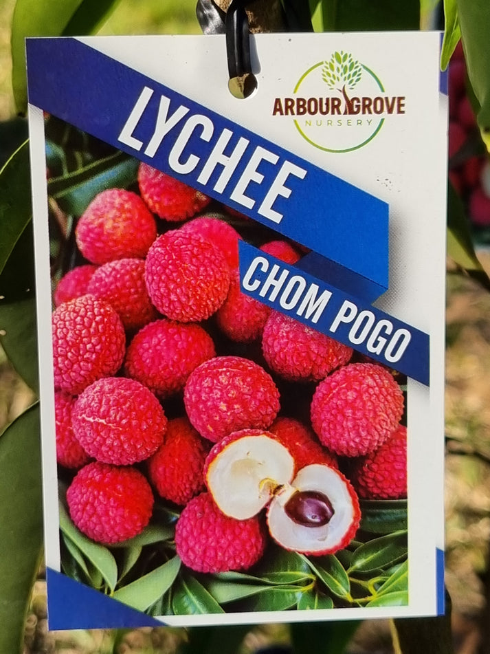 Lychee ‘Chom Pogo’ – Litchi chinensis – Delivertree