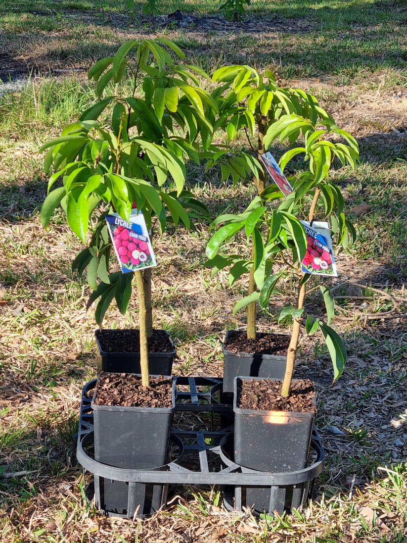 Lychee ‘Chom Pogo’ – Litchi chinensis – Delivertree