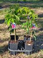 Lychee ‘Chom Pogo’ – Litchi chinensis