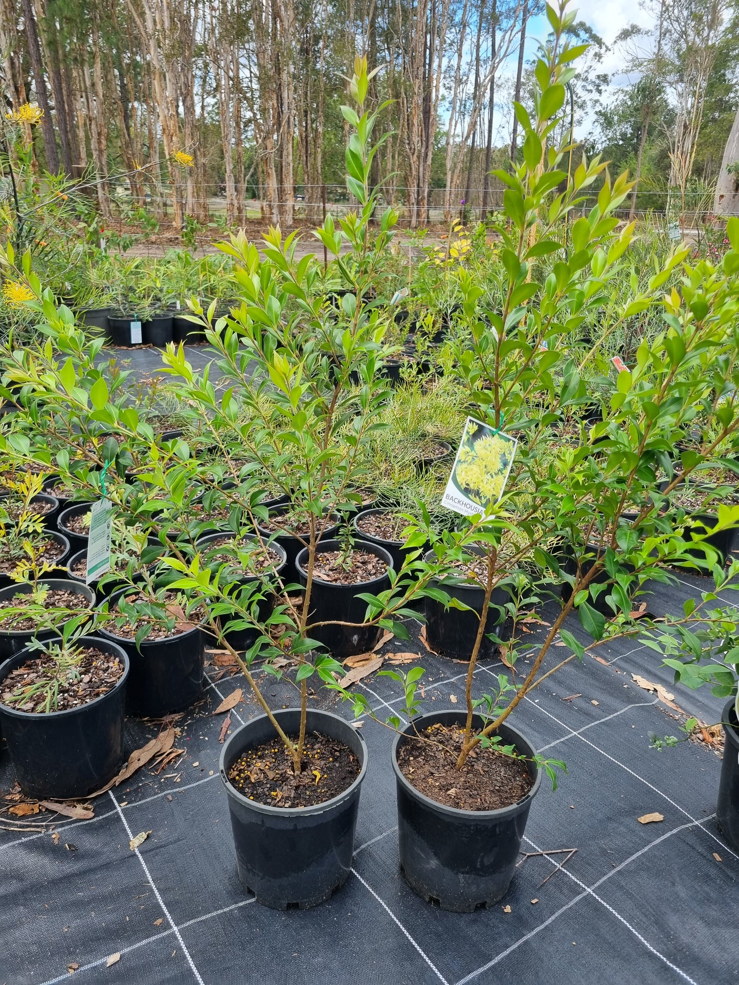 Cinnamon Myrtle - Backhousia myrtifolia