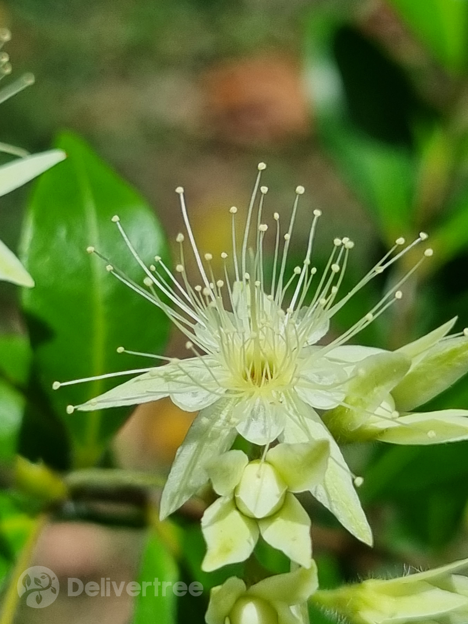 Cinnamon Myrtle - Backhousia myrtifolia - Delivertree