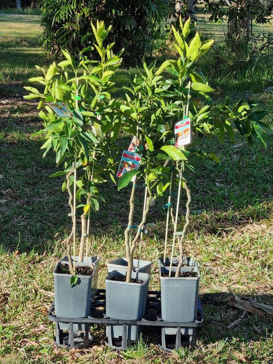 Dwarf Clementine Mandarin – Grafted