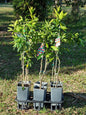 Dwarf Clementine Mandarin – Grafted