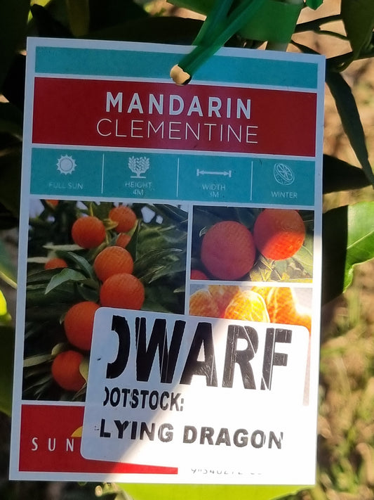 Dwarf Clementine Mandarin – Grafted