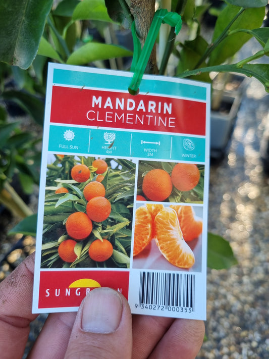 Clementine Mandarin – Grafted