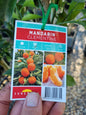 Clementine Mandarin – Grafted