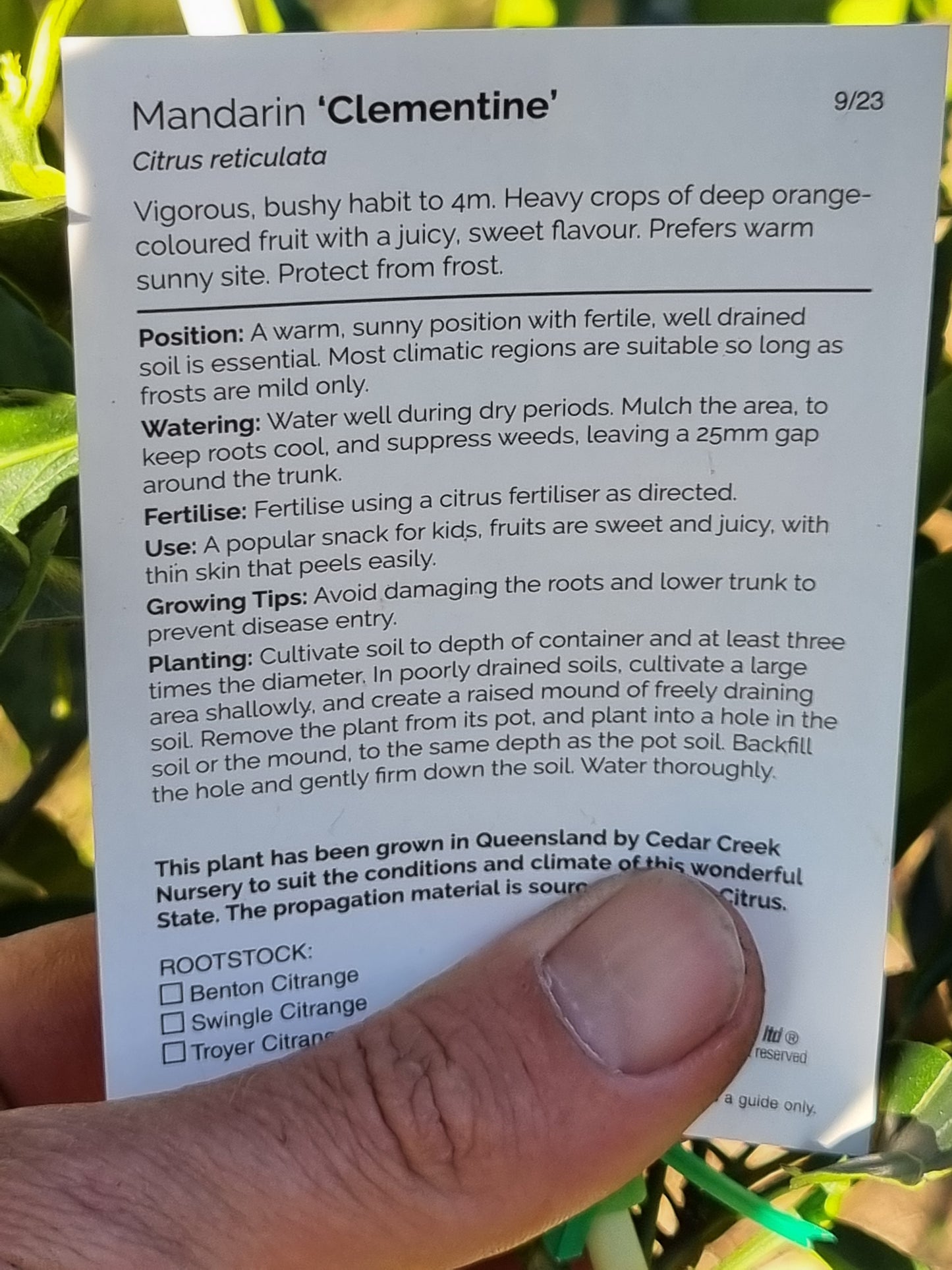 Clementine Mandarin – Grafted