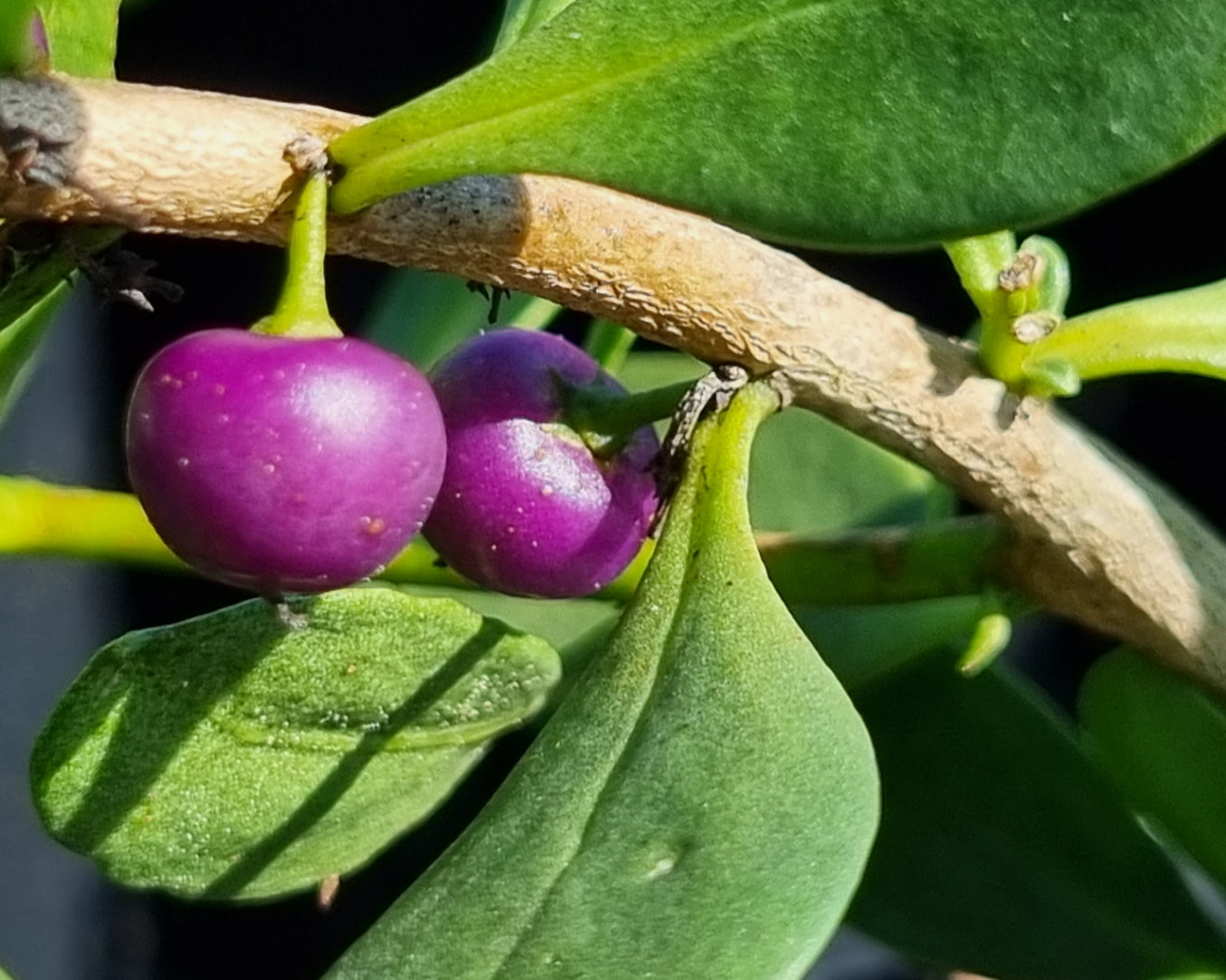 Coastal Boobialla - Myoporum boninense - Delivertree