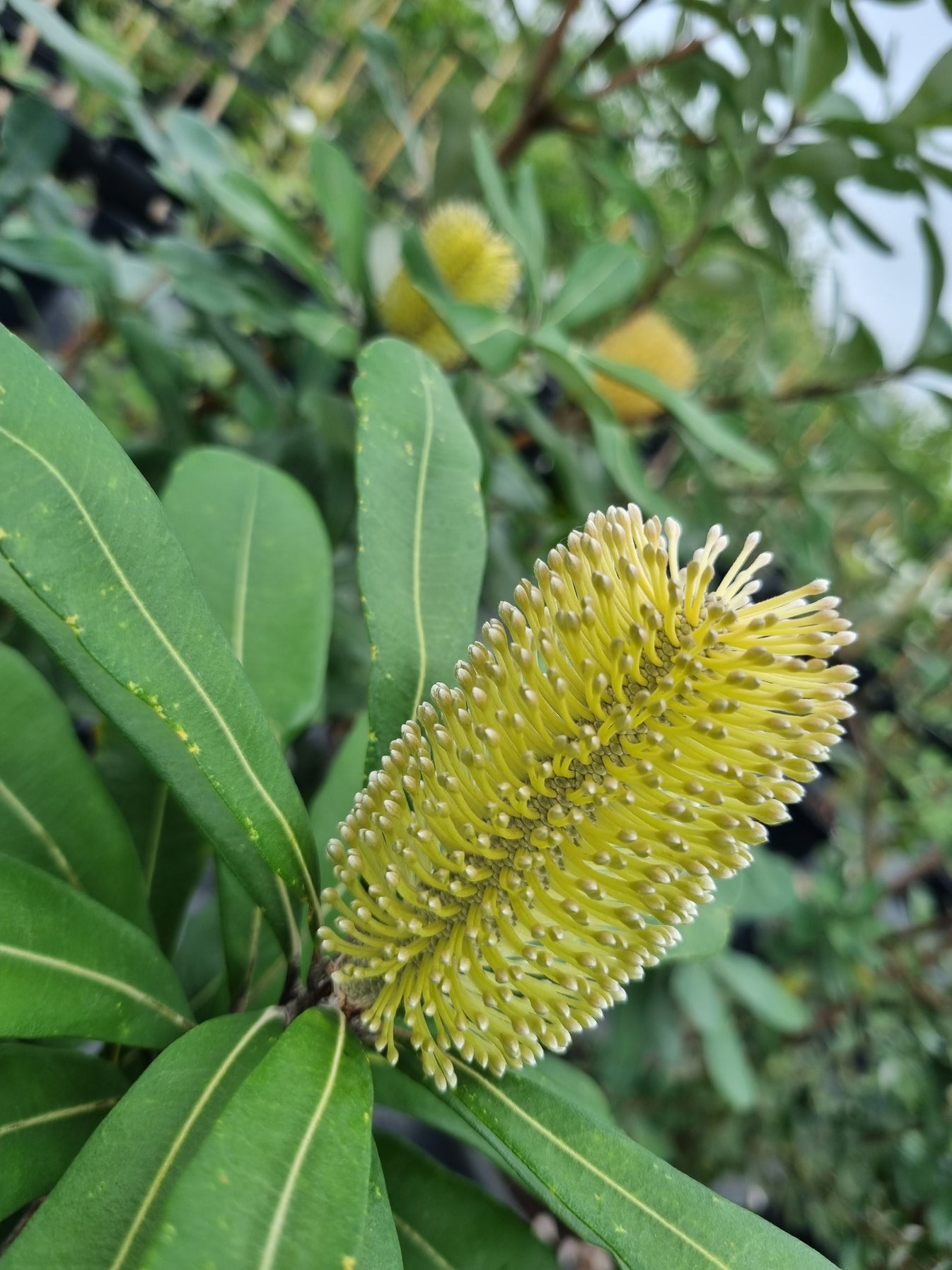 Coastal Banksia Banksia Integrifolia Delivertree