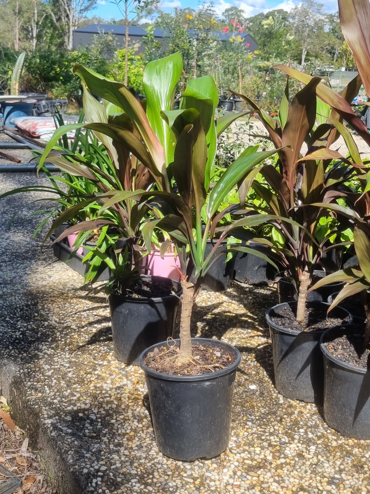 Cordyline pink diamond in a 200mm pot 1m tall in brisbane 