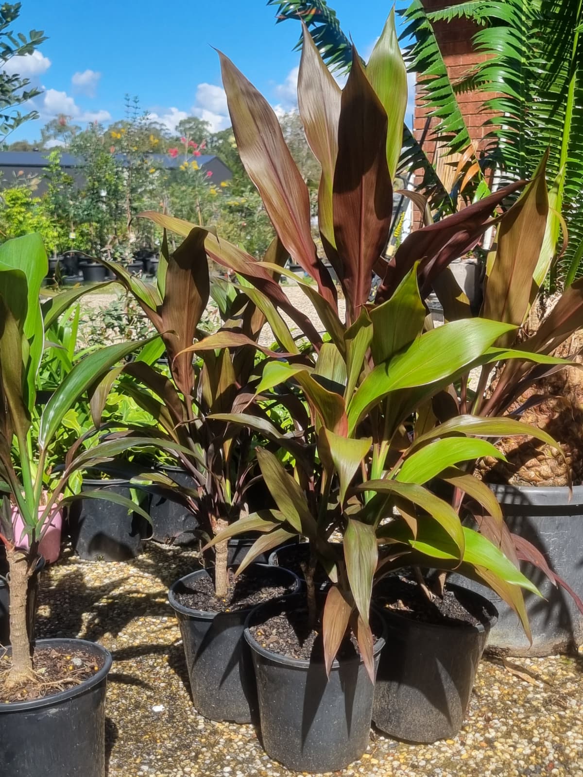 Bunch of tall cordyline pink diamond 1.5m tall in sunshine coast