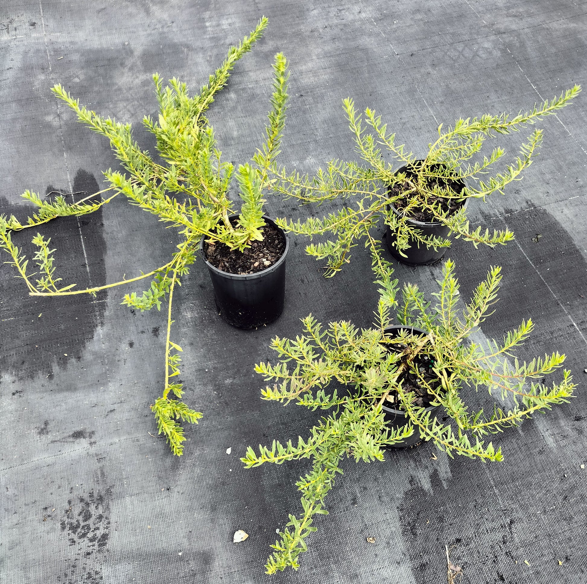 evergreen groundcover very suitable for Brisbane conditions