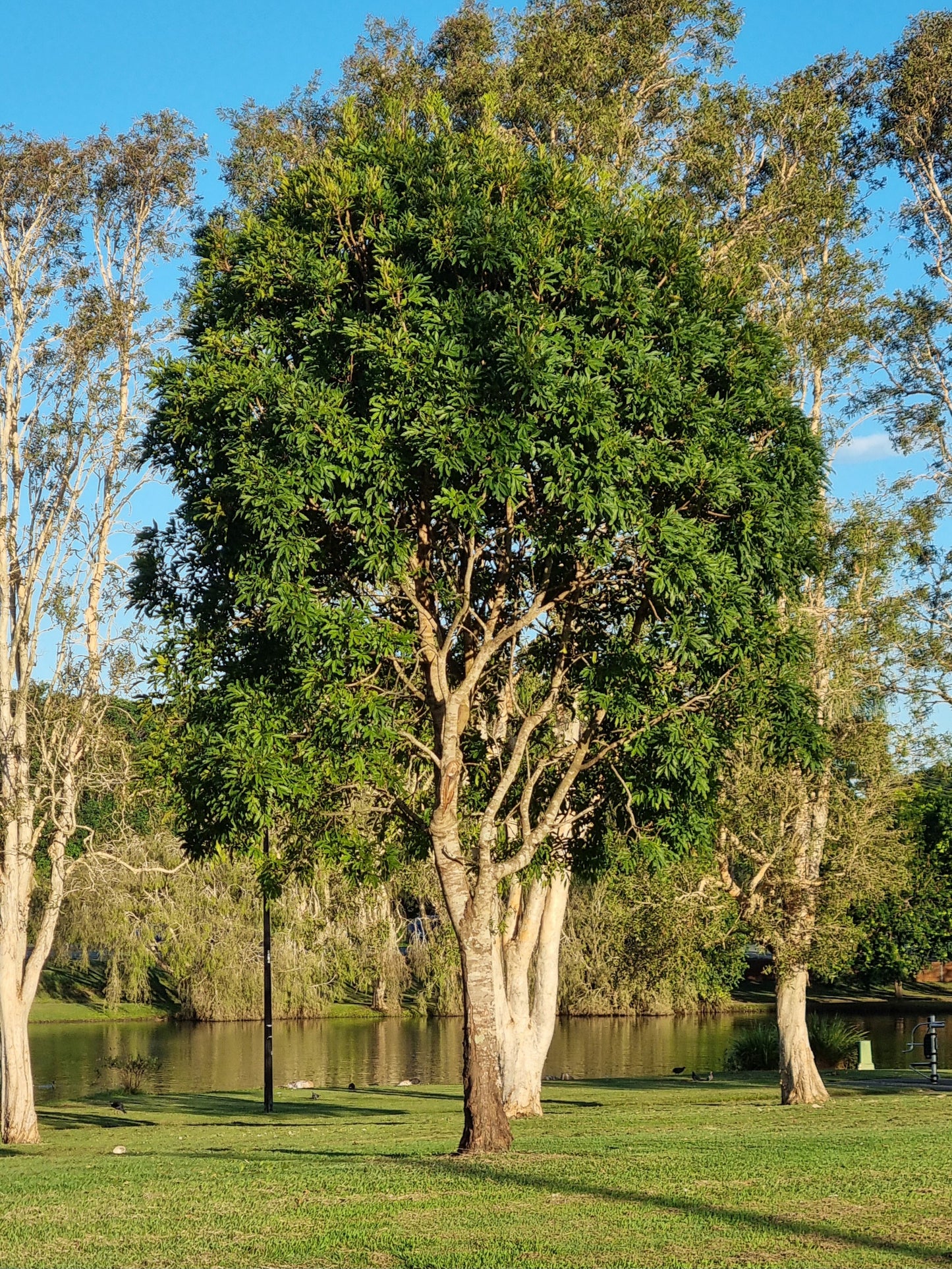 Crow’s Ash - Flindersia australis