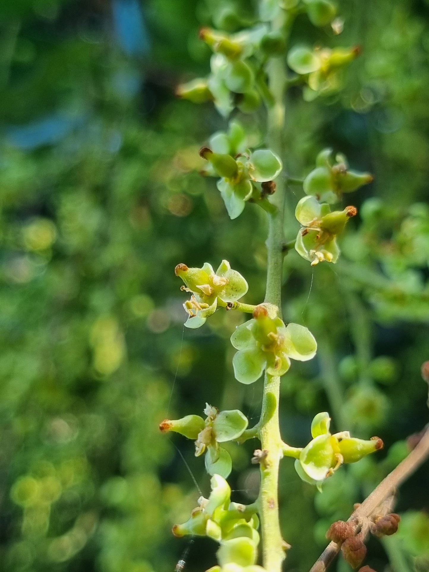 Cupaniopsis anacardioides flowers Tuckeroo tree