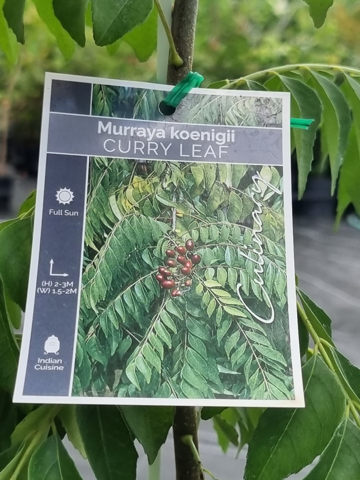 Curry leaf tree grows 2-3m tall by 2m wide, idea l for small garden and culinary preparations 