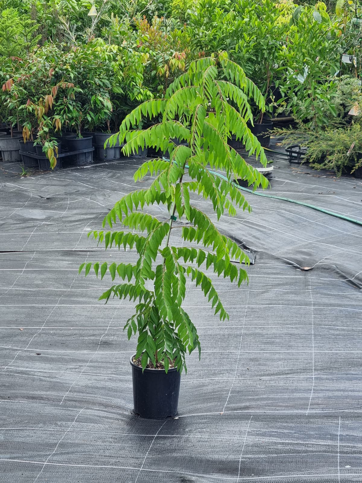Curry leaf tree in 200mm pot evergreen foliage ideal for cooking