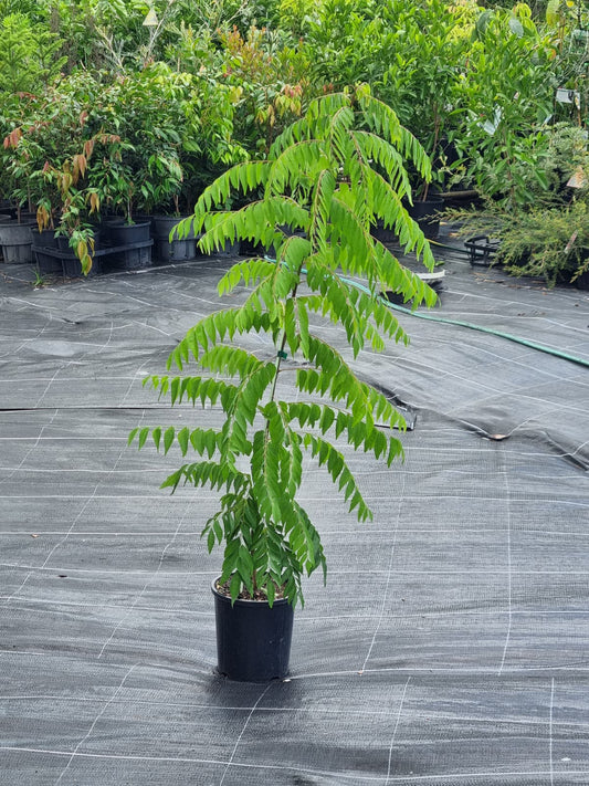 Curry leaf tree in 200mm pot evergreen foliage ideal for cooking