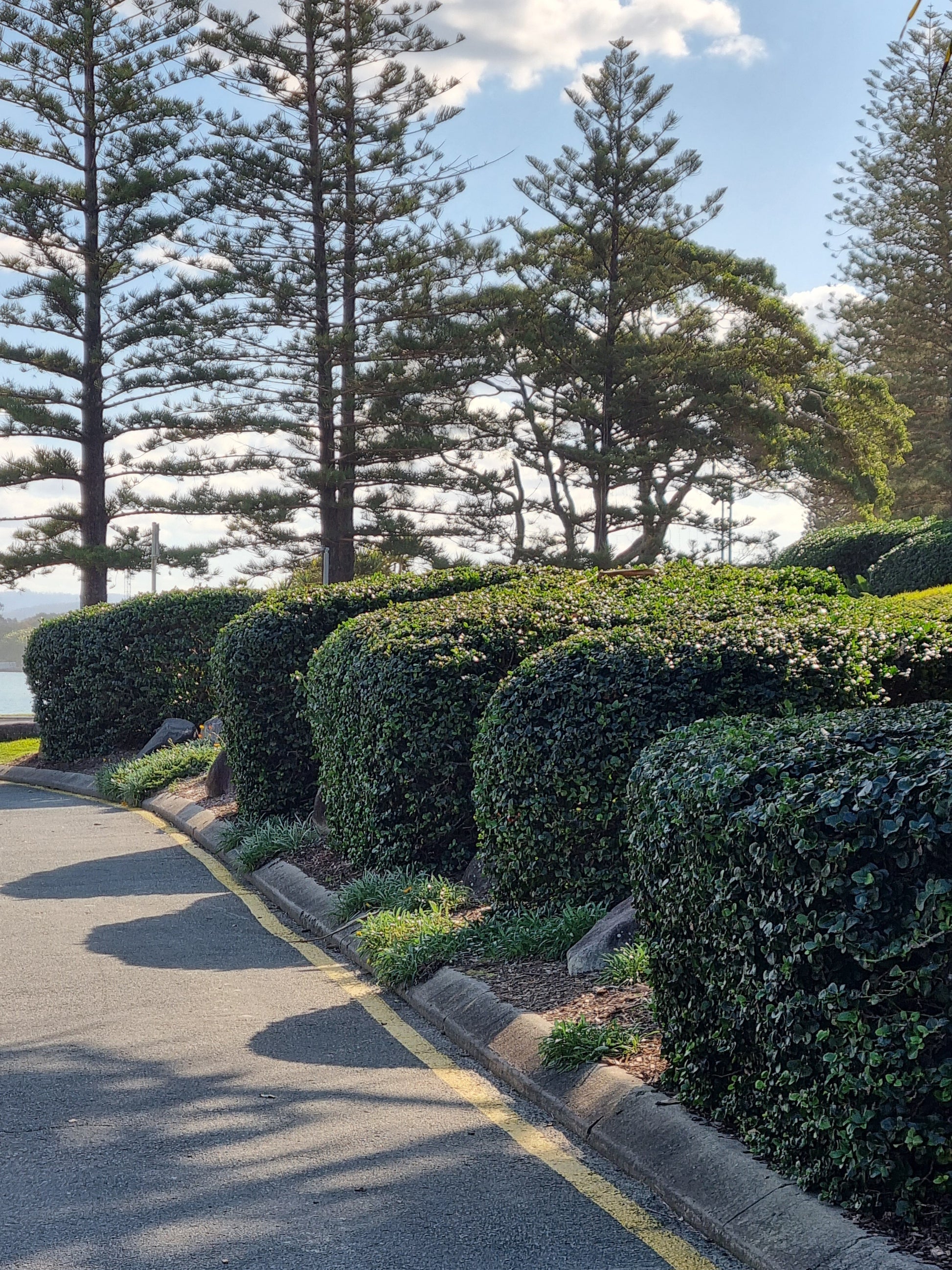 Desert star hedges in Sunshine Coast qld. Carrissa macrocarpa 