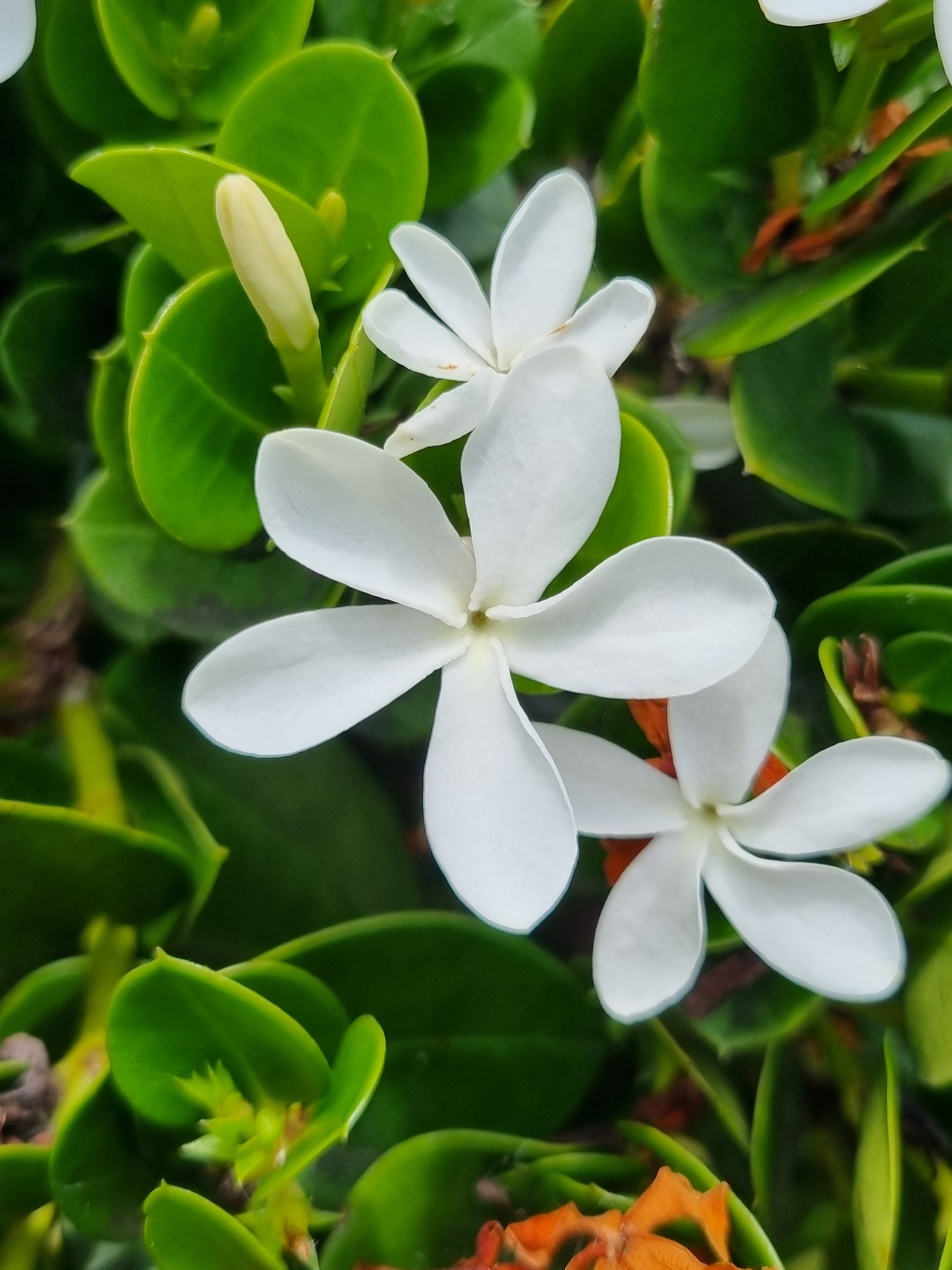 Desert Star flower - Carrissa macrocarpa