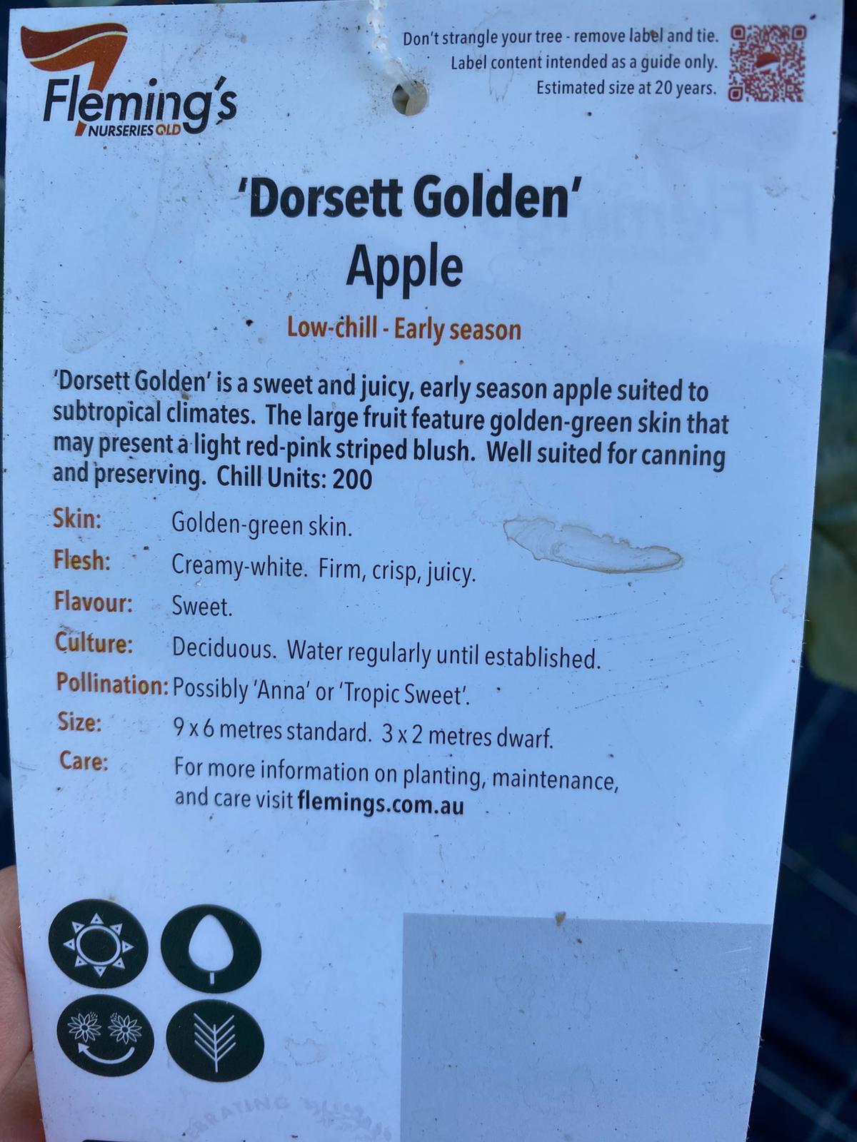 Apple tree ideal for Brisbane conditions, grows well in warm climate, sweet and crispy fruit