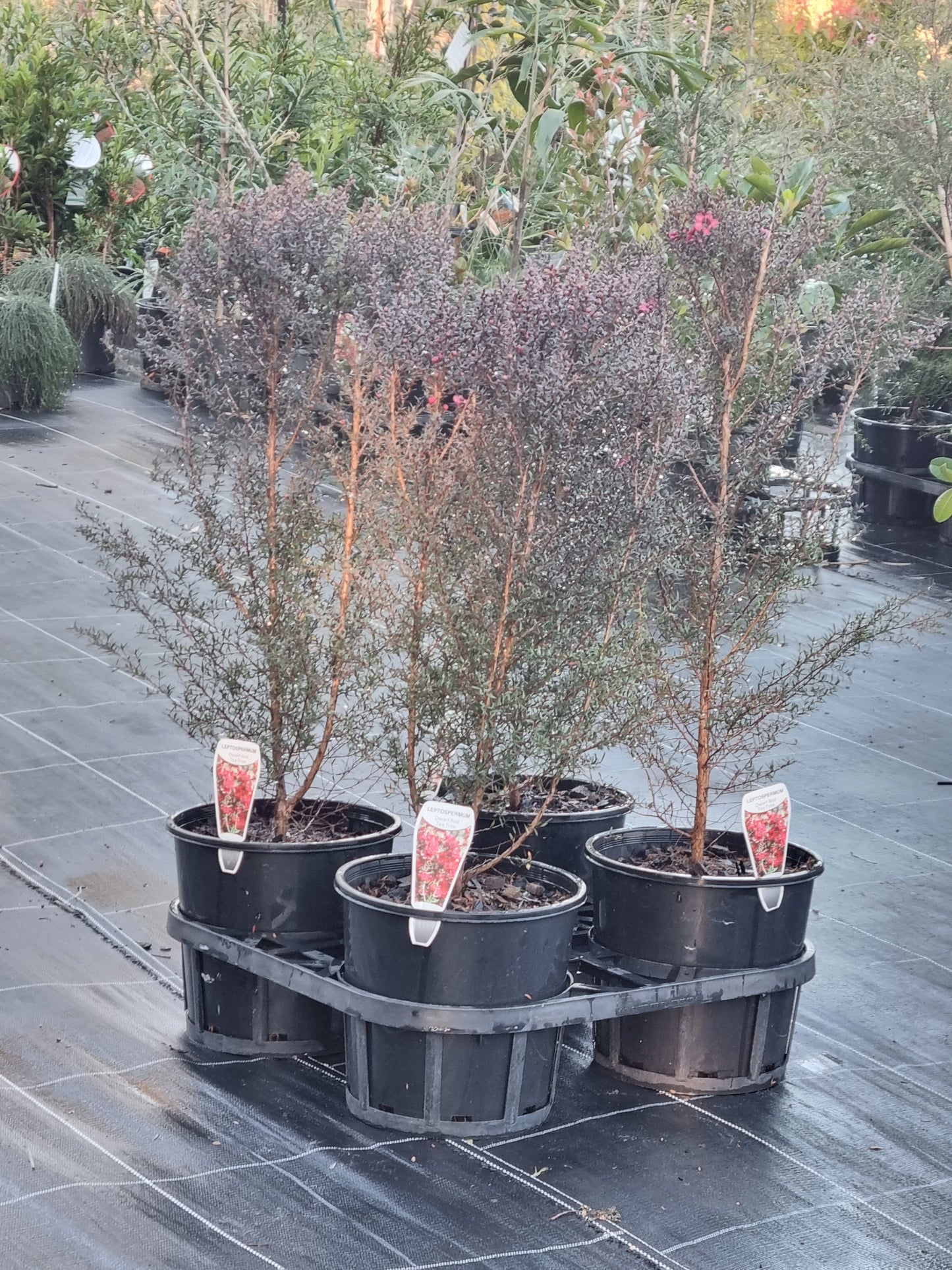 Dwarf Tea Tree – Leptospermum scoparium ‘Nanum Rubrum’