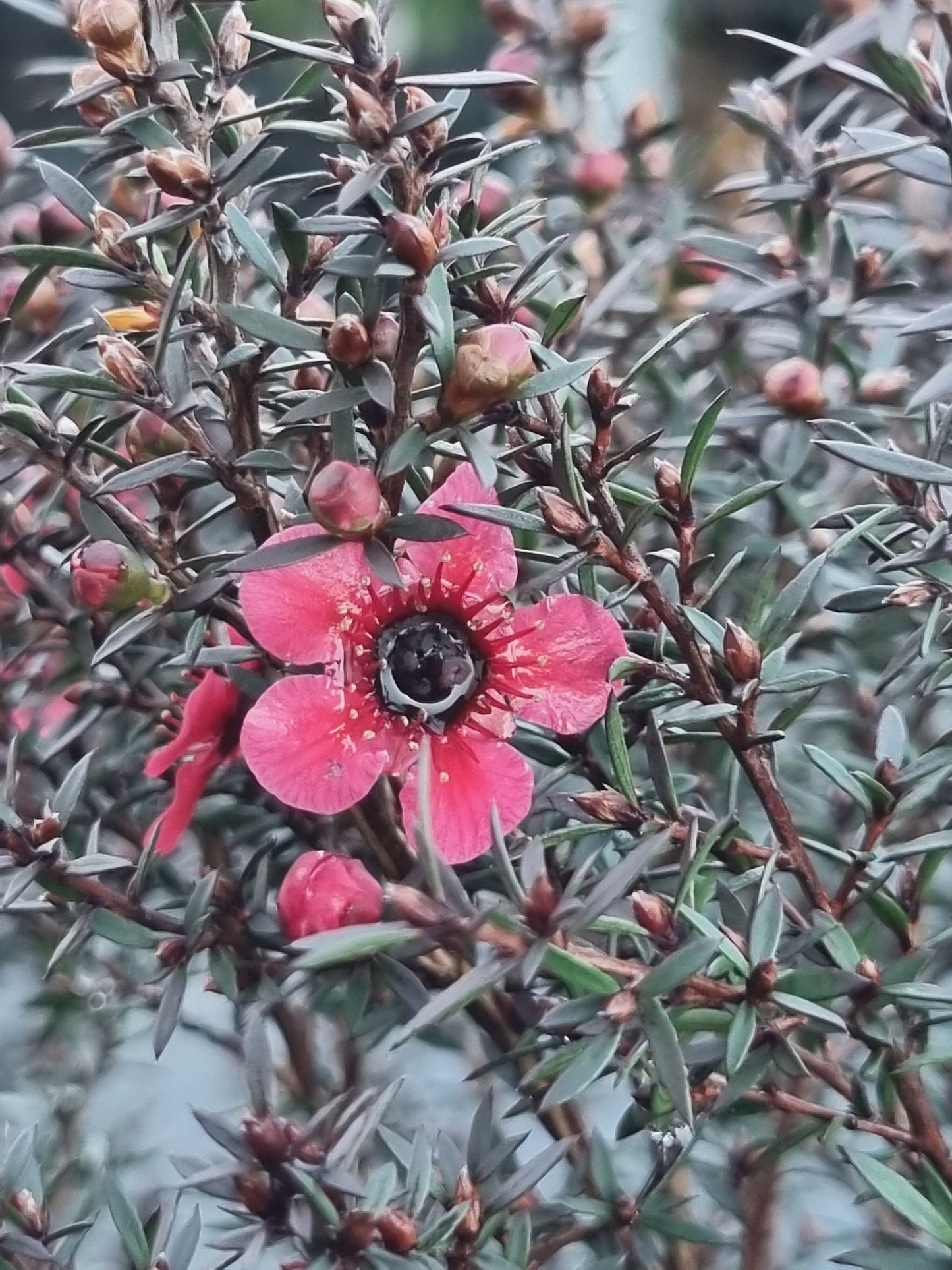 Dwarf Tea Tree – Leptospermum scoparium ‘Nanum Rubrum’