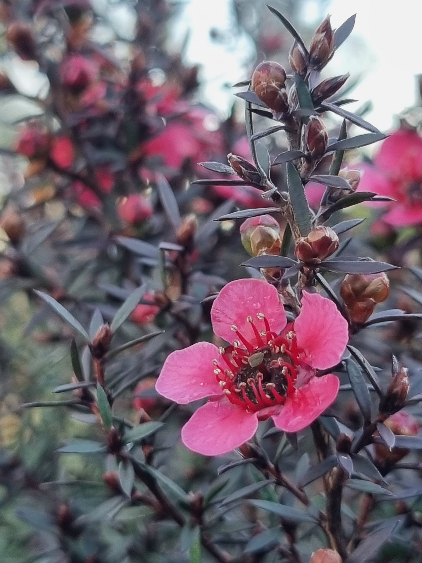 Dwarf Tea Tree – Leptospermum scoparium ‘Nanum Rubrum’