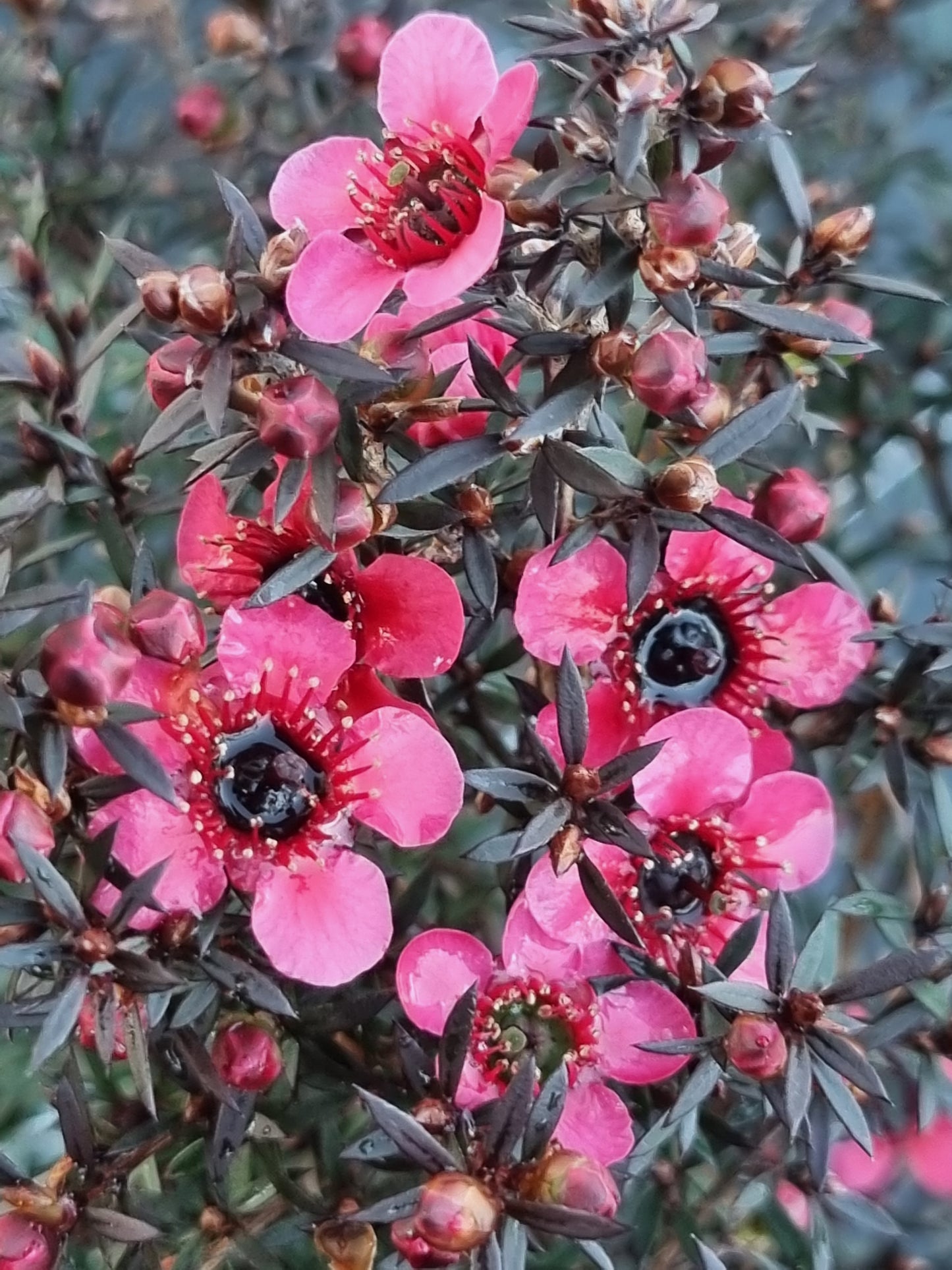 Dwarf Tea Tree – Leptospermum scoparium ‘Nanum Rubrum’