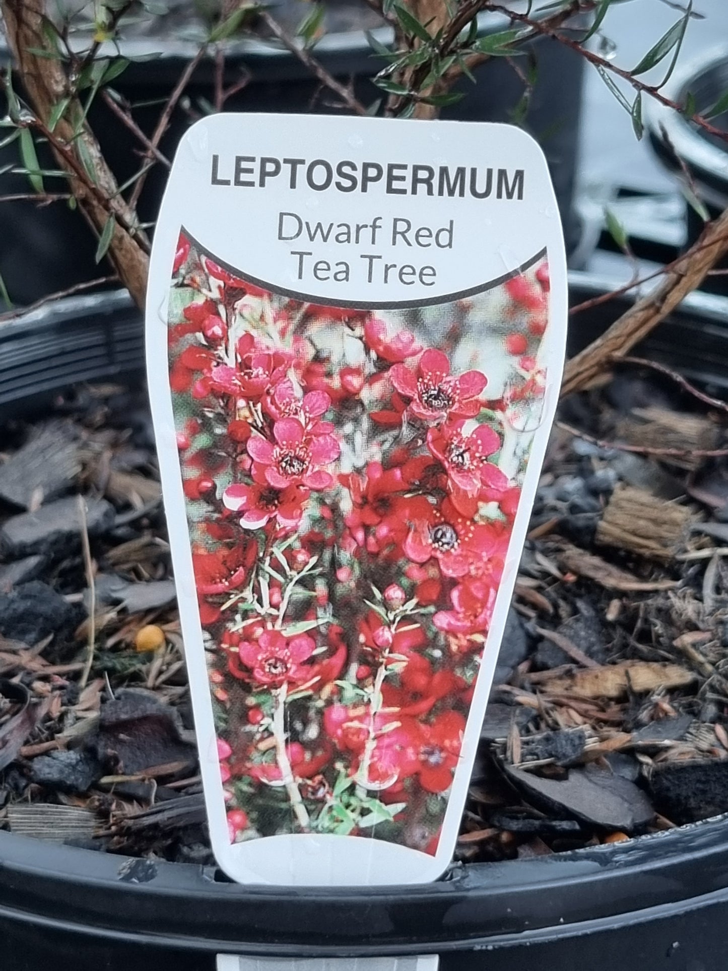 Dwarf Tea Tree – Leptospermum scoparium ‘Nanum Rubrum’