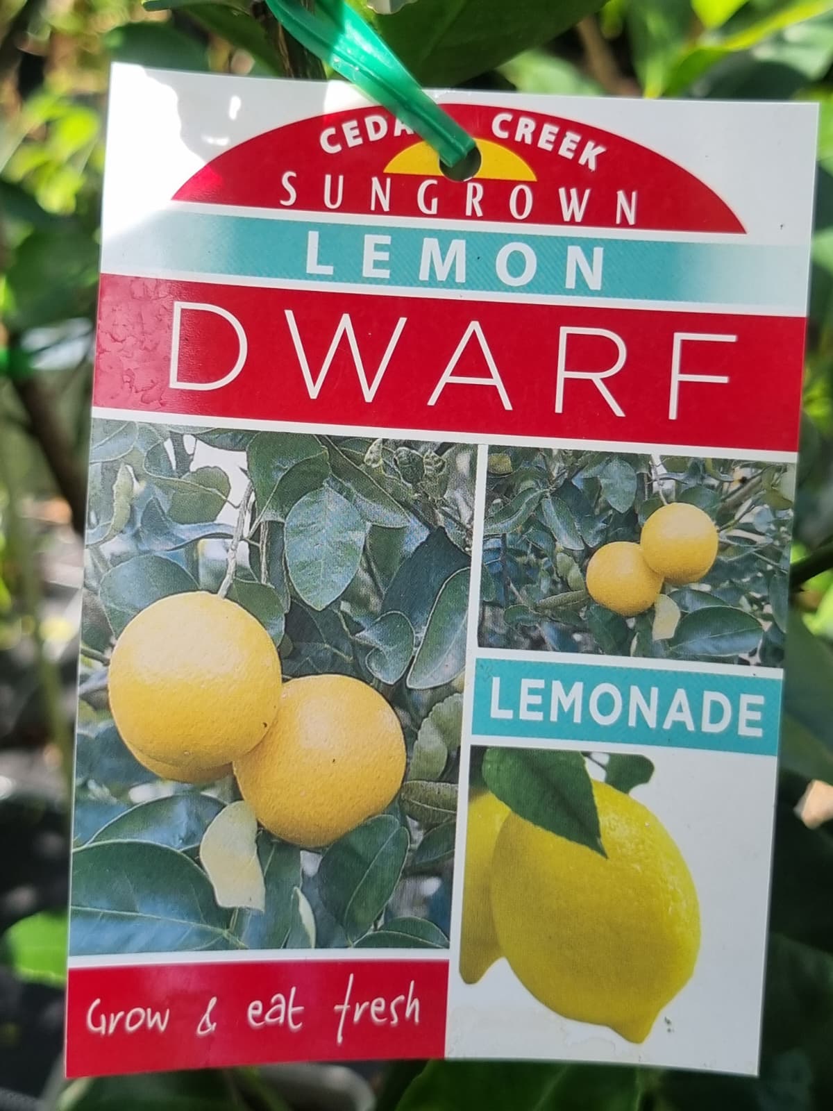 Sweet fruit lemonade flavour ideal for eating or juicing