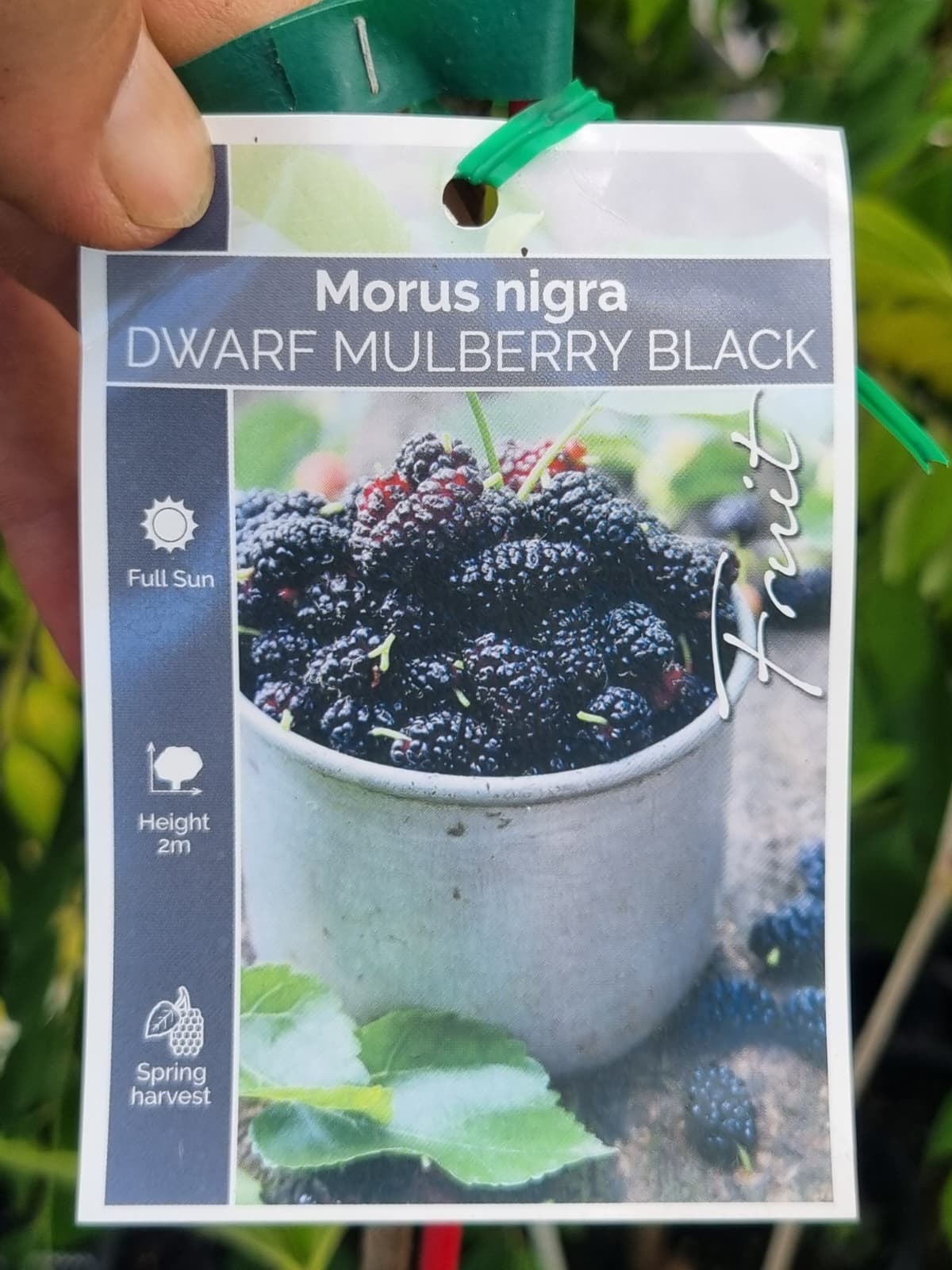 Delicious black mulberry dwarf to grow in Brisbane